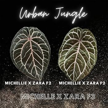 Amazon｜アンスリウム ミシェルxザラ F3 3.5号 水苔管理 アーバン